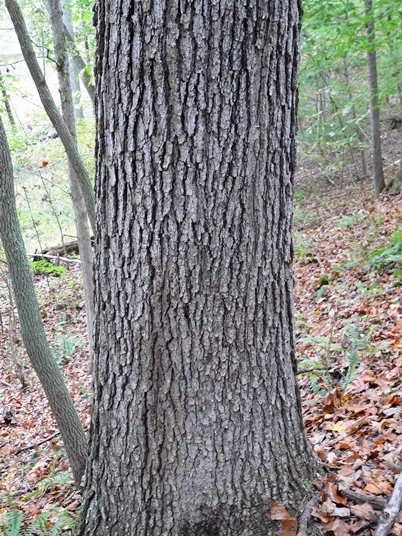 {Quercus pagoda}